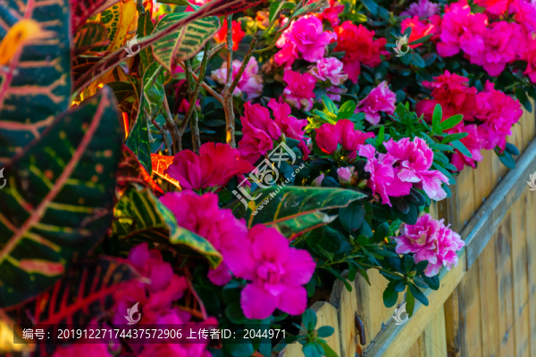 杜鵑花