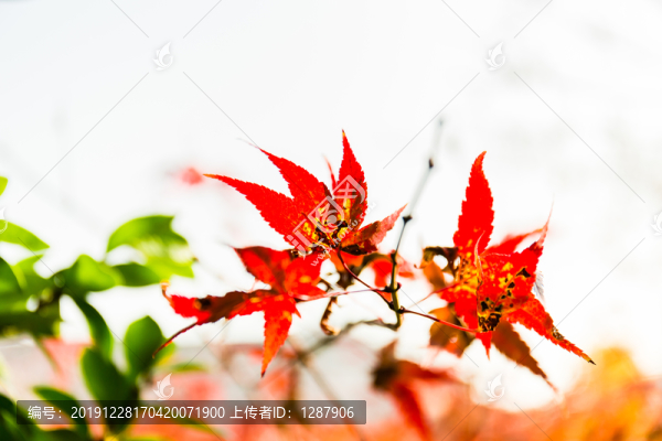 紅葉