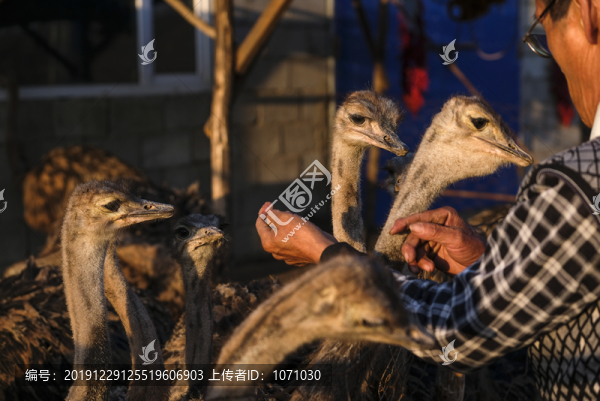 鴕鳥(niǎo)養(yǎng)殖
