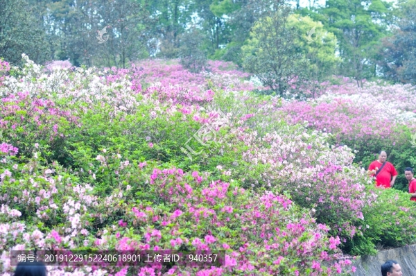 杜鵑花