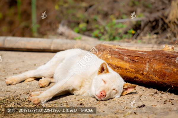 太陽下睡覺的白狗
