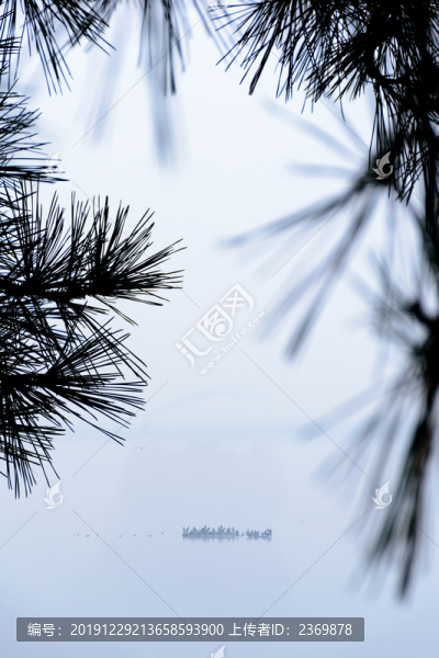 松枝掩映中的湖心鳥(niǎo)島