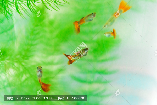 孔雀魚