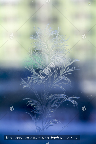 冰凌花