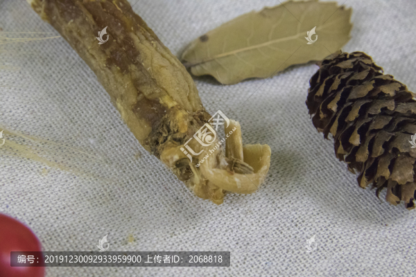 紅參藥膳