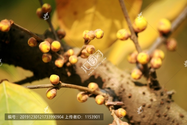 花蕾