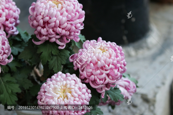 菊