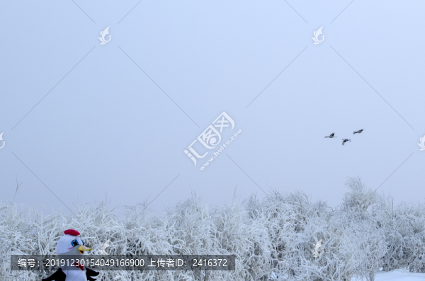 冰天雪地丹頂鶴