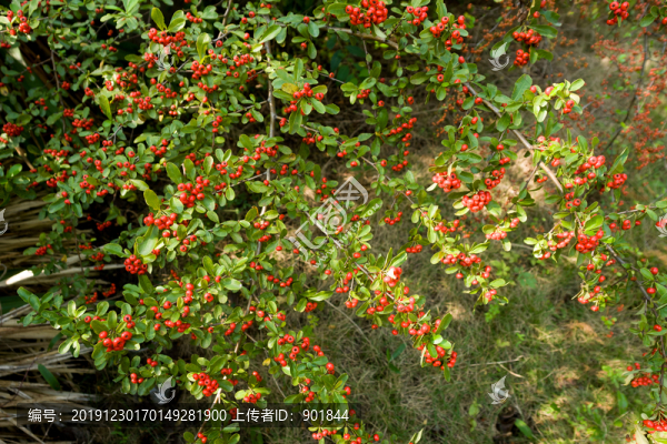 薔薇科植物火棘紅色果實(shí)和枝葉