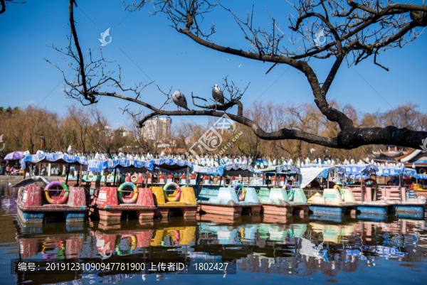翠湖公園的紅嘴鷗