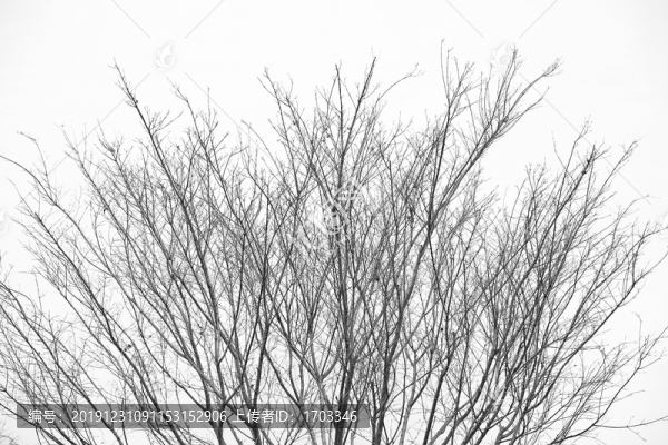 水墨樹枝