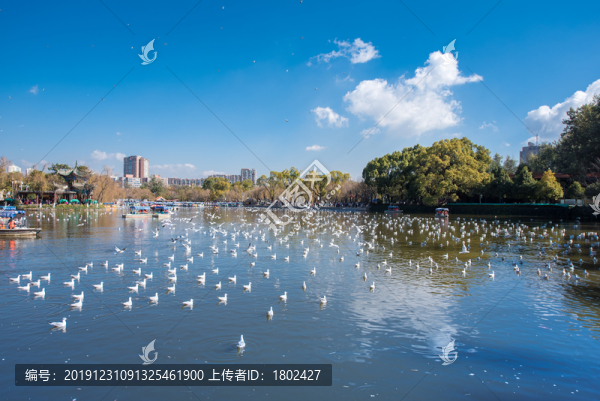 昆明翠湖紅嘴鷗