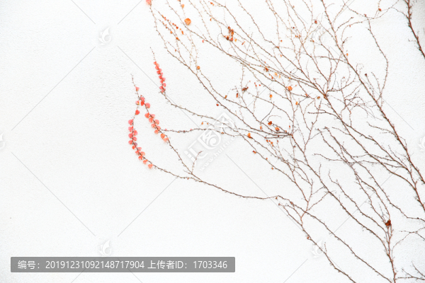 白墻枯藤