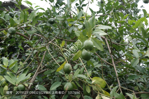 檸檬果樹