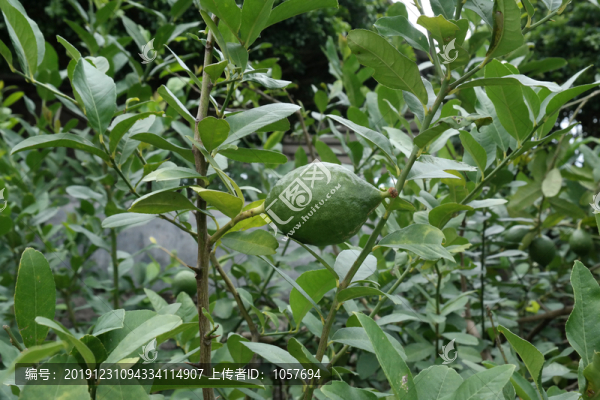 檸檬
