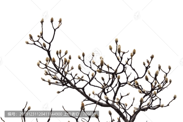 冬天的玉蘭花枝