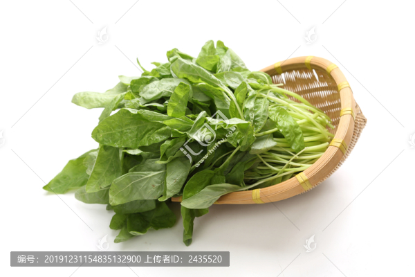 白色背景的白莧菜
