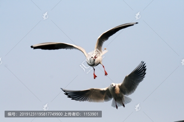 紅嘴鷗