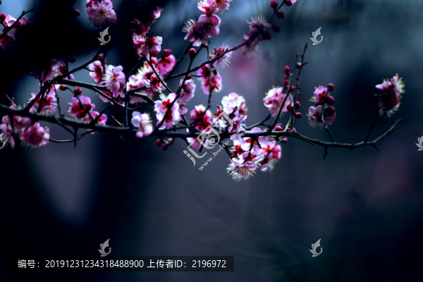 紅梅爭(zhēng)春