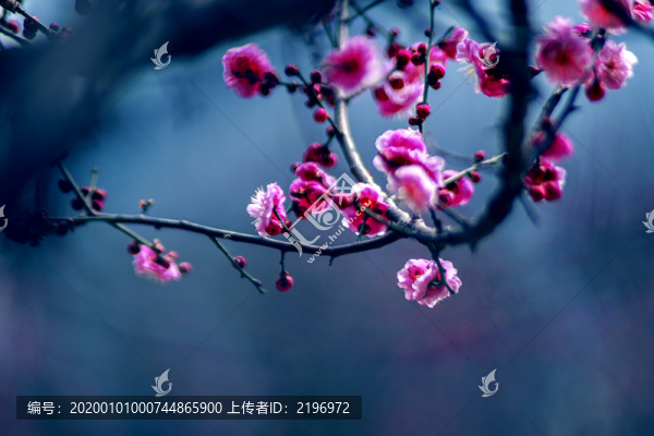 梅花綻放