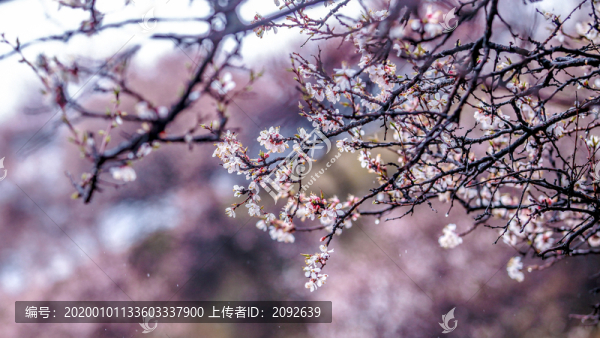 杏花