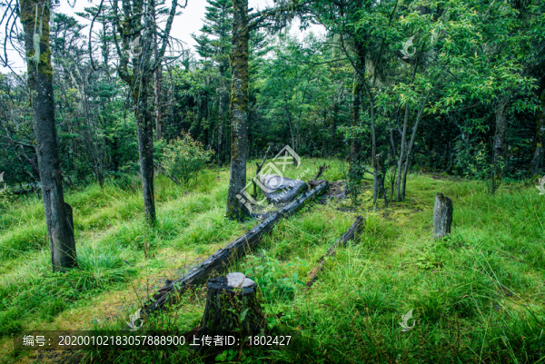 螺髻山原始森林