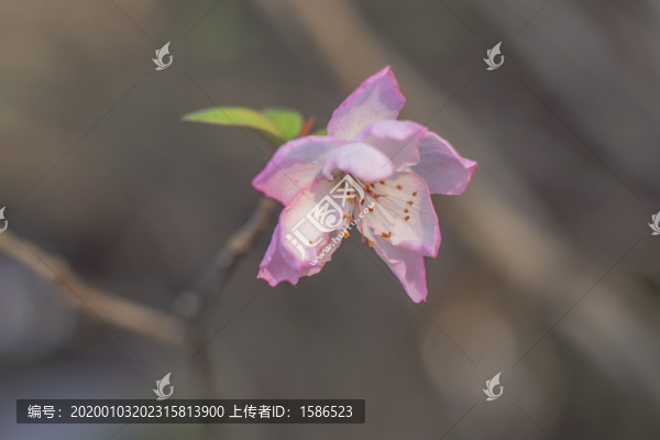 海棠花西府海棠