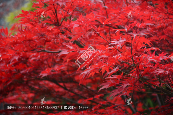 紅楓
