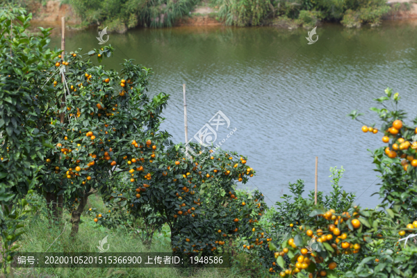 砂糖橘果園
