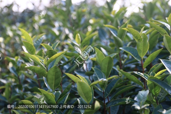 茶葉