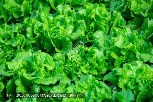 生菜種植