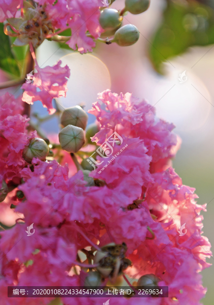 紫薇花