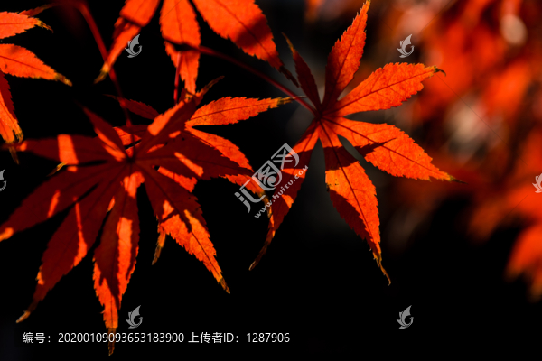 紅葉