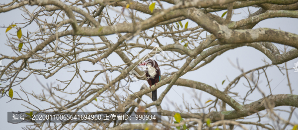 翠鳥