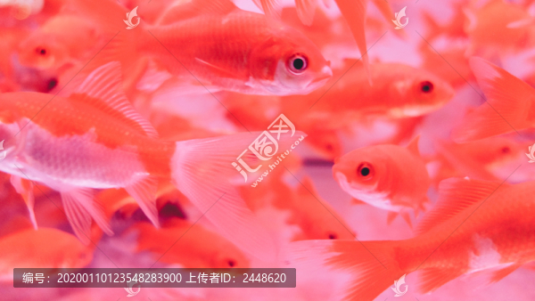 魚缸里的金魚群