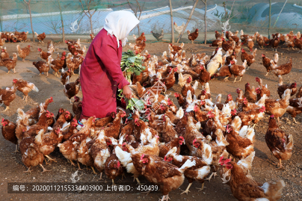 雞場飼養(yǎng)員