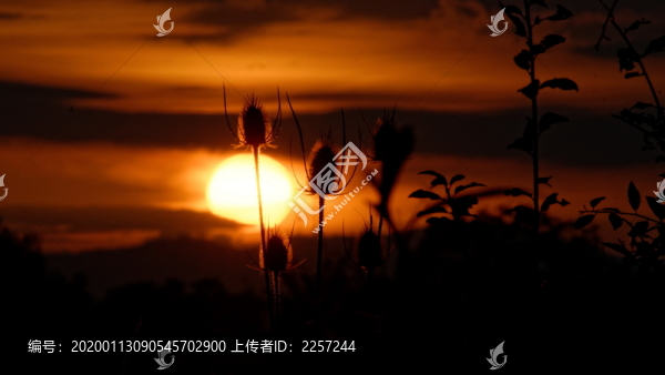 朝陽