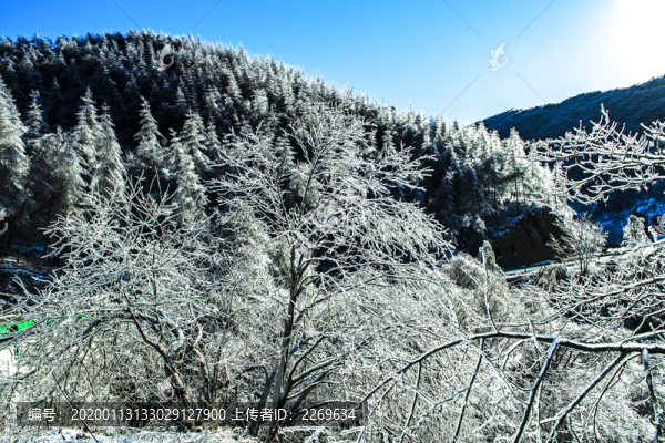 雪景