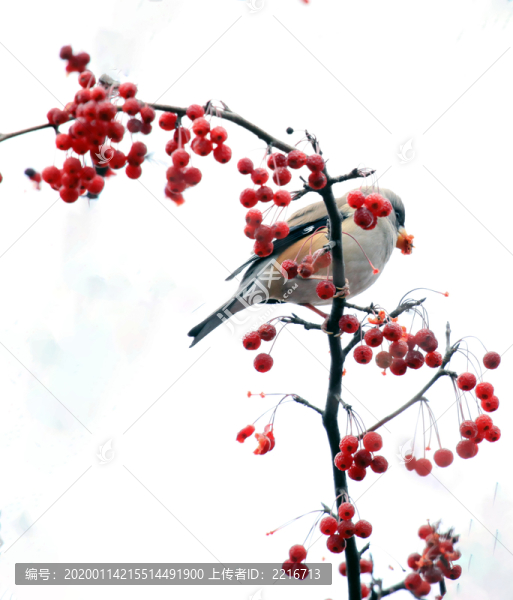 鳥在紅豆枝