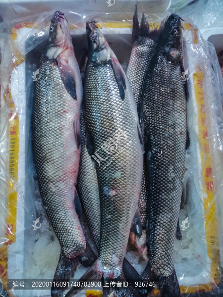 海魚