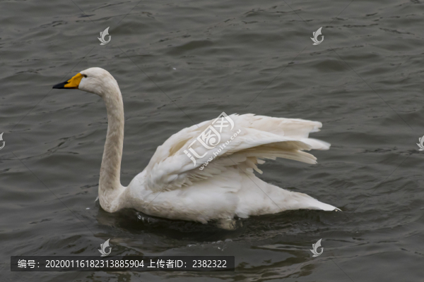 天鵝游泳