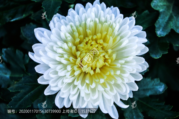 白菊花