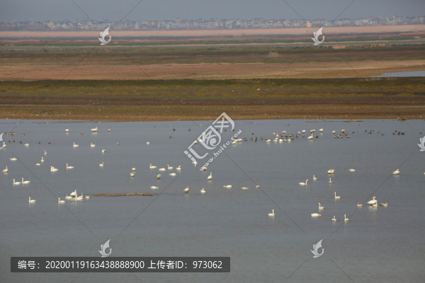 鄱陽湖候鳥