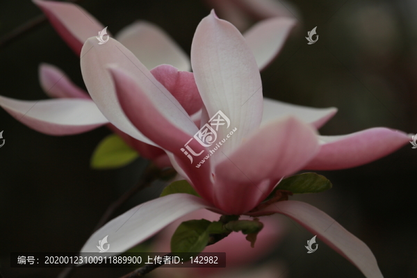 玉蘭