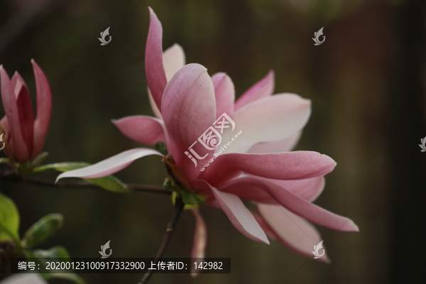 玉蘭