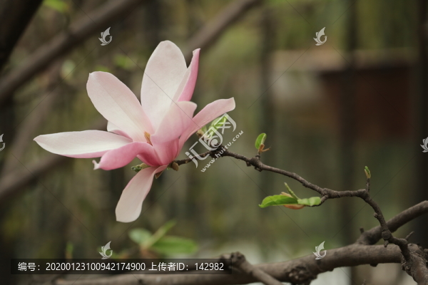 玉蘭