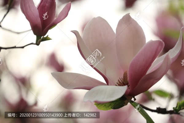 玉蘭