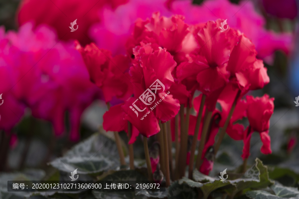 紅仙客來