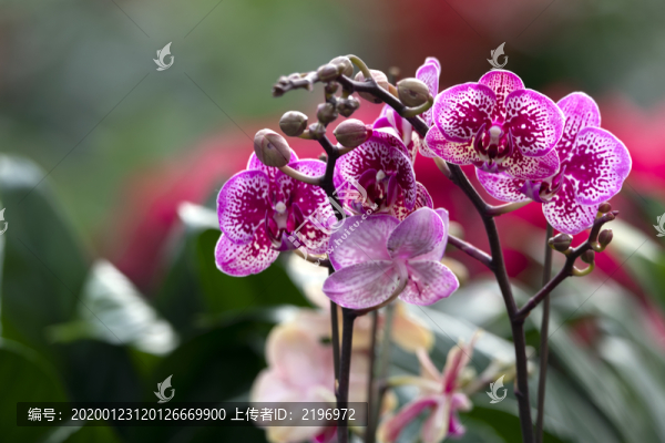 花紫蝴蝶蘭