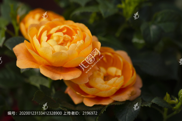 桔黃月季花